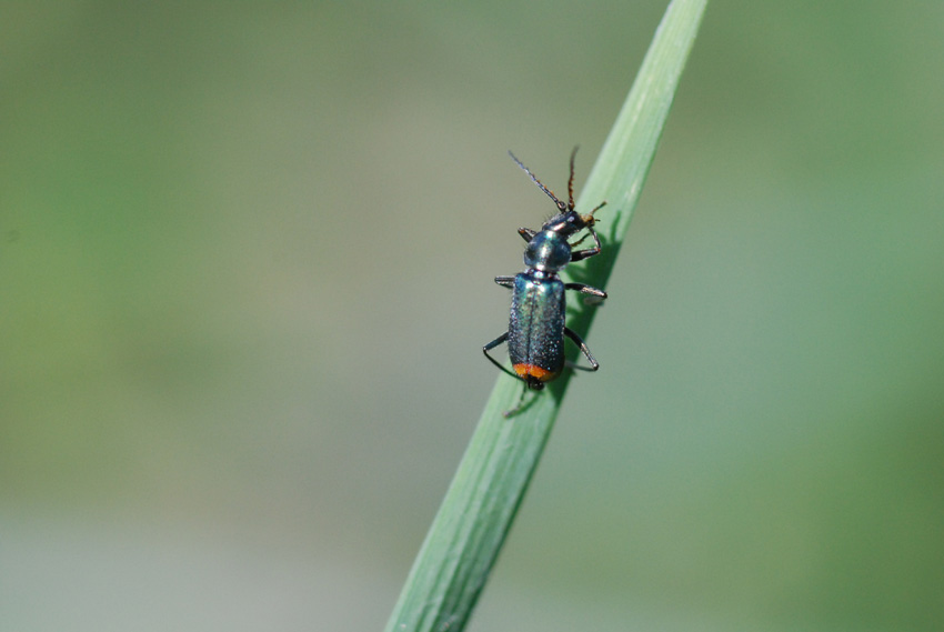 Coleottero da identificare